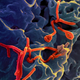 Ebola, in red. Health agencies and drug companies haven’t treated the deadly disease as a priority, but that’s starting to change.